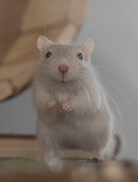 Een van de Queenies Gerbils