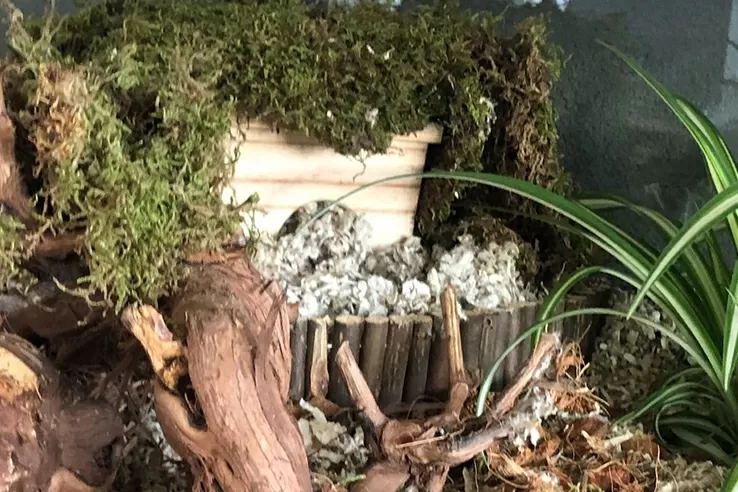 Gedroogd mos voor hamsterscaping