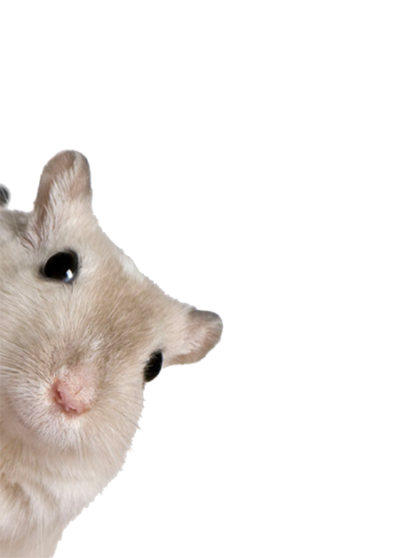 Gerbil die om de hoek kijkt