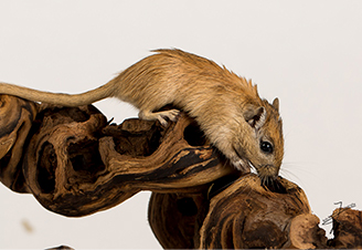 Druiventakken & Hout