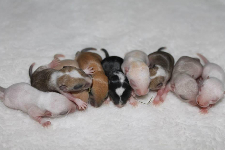 Gerbilfokkerij Queenies