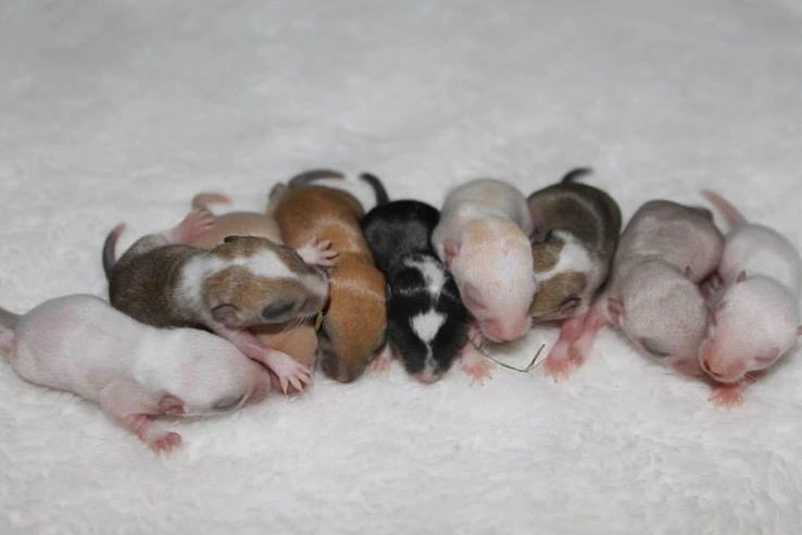 Gerbilfokkerij Queenies