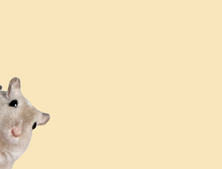 Links onderin de afbeelding kijk een gerbil om het hoekje