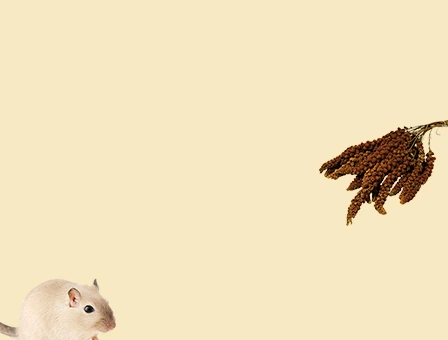 Links onderin een gerbil en rechts in het midden een tros gierst