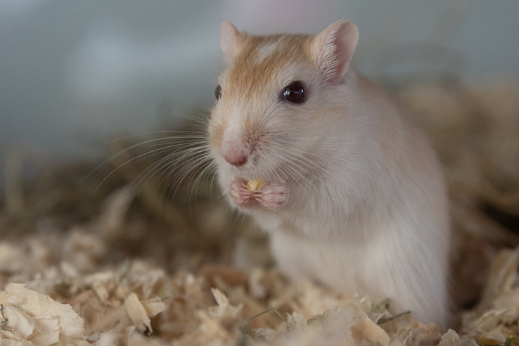 Een van de Queenies Gerbils