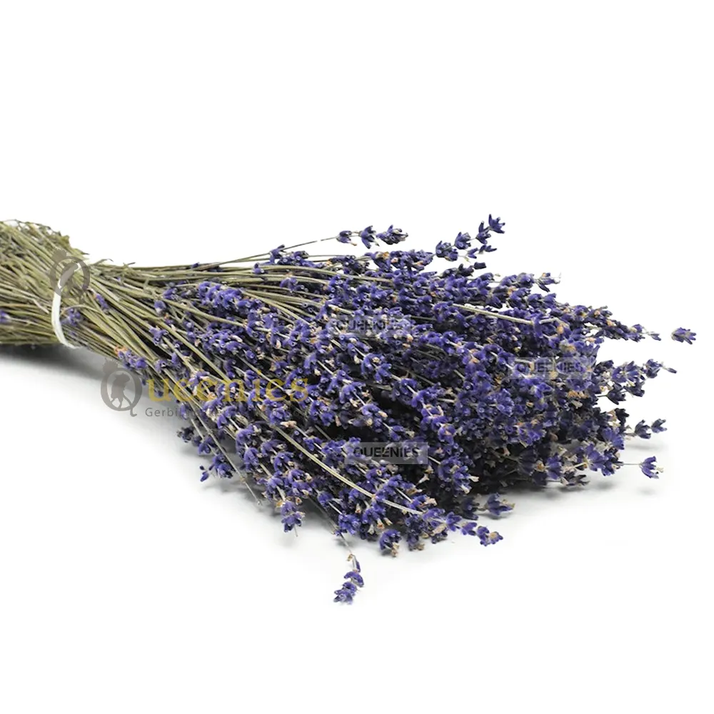 Wanneer en waar bloeit de lavendel in de Pays Diois in de Drôme Wanneer en waar bloeit de lavendel in de Pays Diois in de Drôme