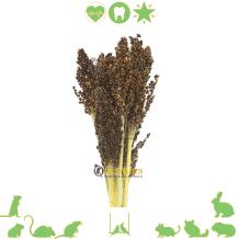 Sorghum - Dari kolf zwart knaagdier