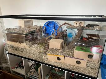 Budget knaagdierkooi met plateaus