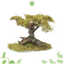 Bonsai Boom met gedroogd mos