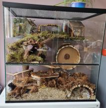3 Dubbel Plateau van hout! houten renard en mos voor knaagdieren