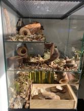 Gerbilarium 60x40x60 met gerbilscaping