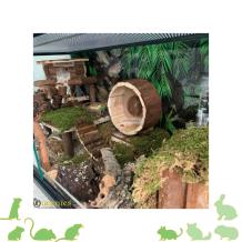 achterwand voor knaagdieren terrairum regenwoud