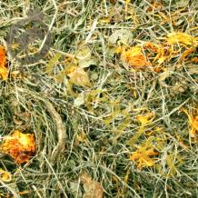 Paardenbloem weidehooi voor Cavia's