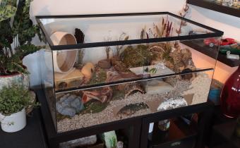 Tweedehands gerbilarium 60x40x60 cm volledig glazen verblijf
