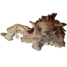 Extreem groot houtwortel van Mopani hout 