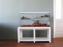 Knaagdieren terrarium met witte profielen