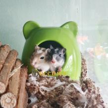Koelhuisje voor gerbils