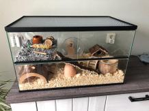 Bestuiver schapen Correspondent Gerbil / hamster Terrarium 40 hoog variant. Knaagdierenkooi terrarium