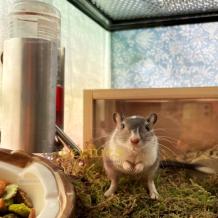 Drinkfles voor Gerbils met handige houder