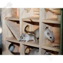Doolhof Toren voor Gerbil pups
