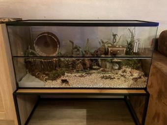 Tweedehands terrarium 100x40x100 premium met basis en opzetstuk voor knaagdieren
