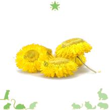 Decoratie Bloem 3 Stuks – Natuurlijke Bloemen voor Hamsterscaping