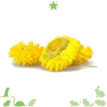 Kleine gele bloemen voor Hamsterscaping