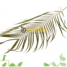 Palmblad 60cm