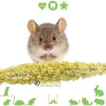 Gezonde grassoorten voor Hamsters