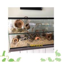 Queenies badzand schaal in Terrarium
