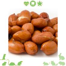 Smakelijke knaagdieren snacks goedkoop