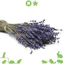 Gedroogde lavendel voor hamsterscaping