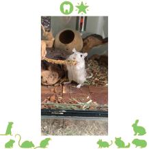 Gerbil met knaagstick in appel smaak
