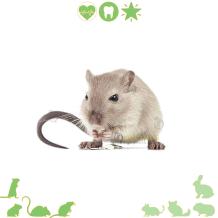 Zonnebloempitten voor Gerbils