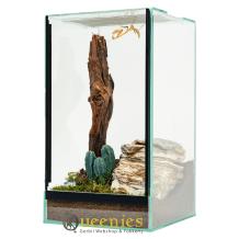 Spinnen terrarium