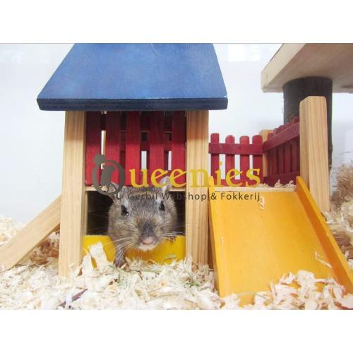 Gekleurd Gerbil Huis met Veranda 19 cm
