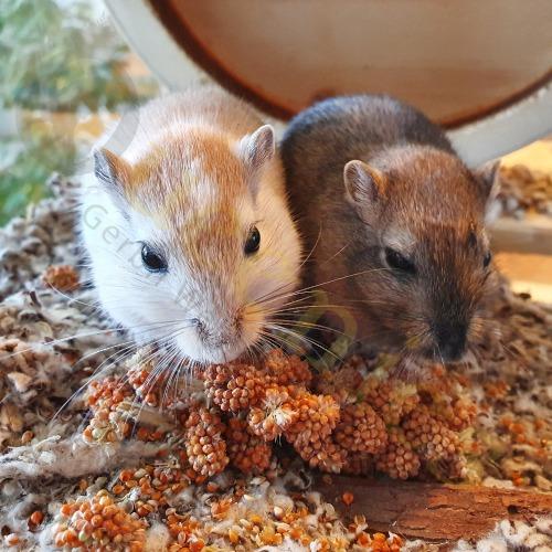 GRATIS proefverpakking Rode Trosgierst