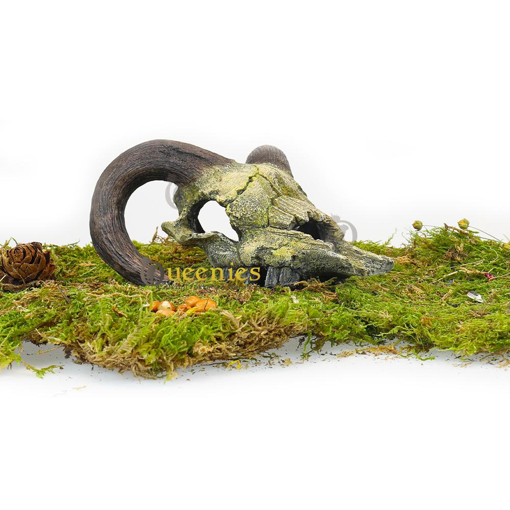 Nobby - Schedel van een Ram