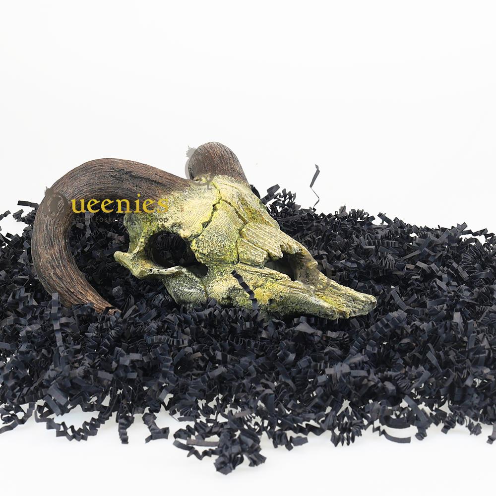 Nobby - Schedel van een Ram