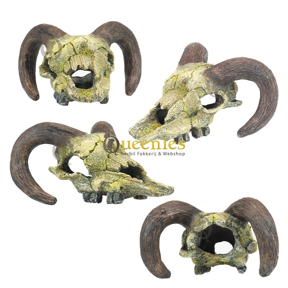 Nobby - Schedel van een Ram