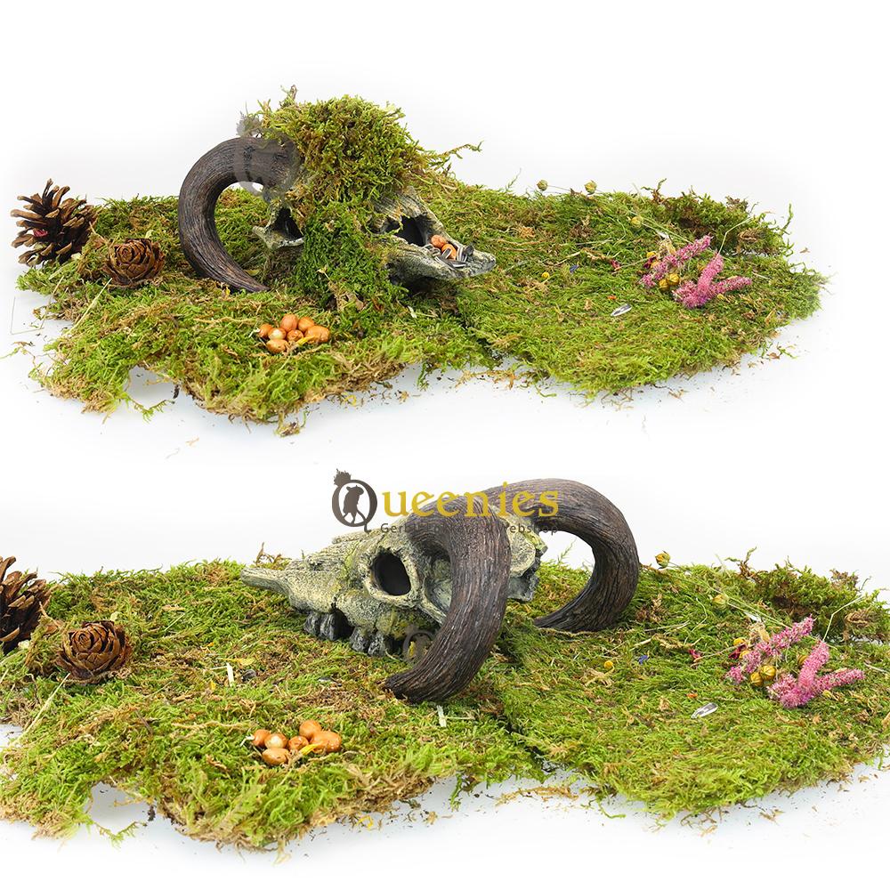 Nobby - Schedel van een Ram