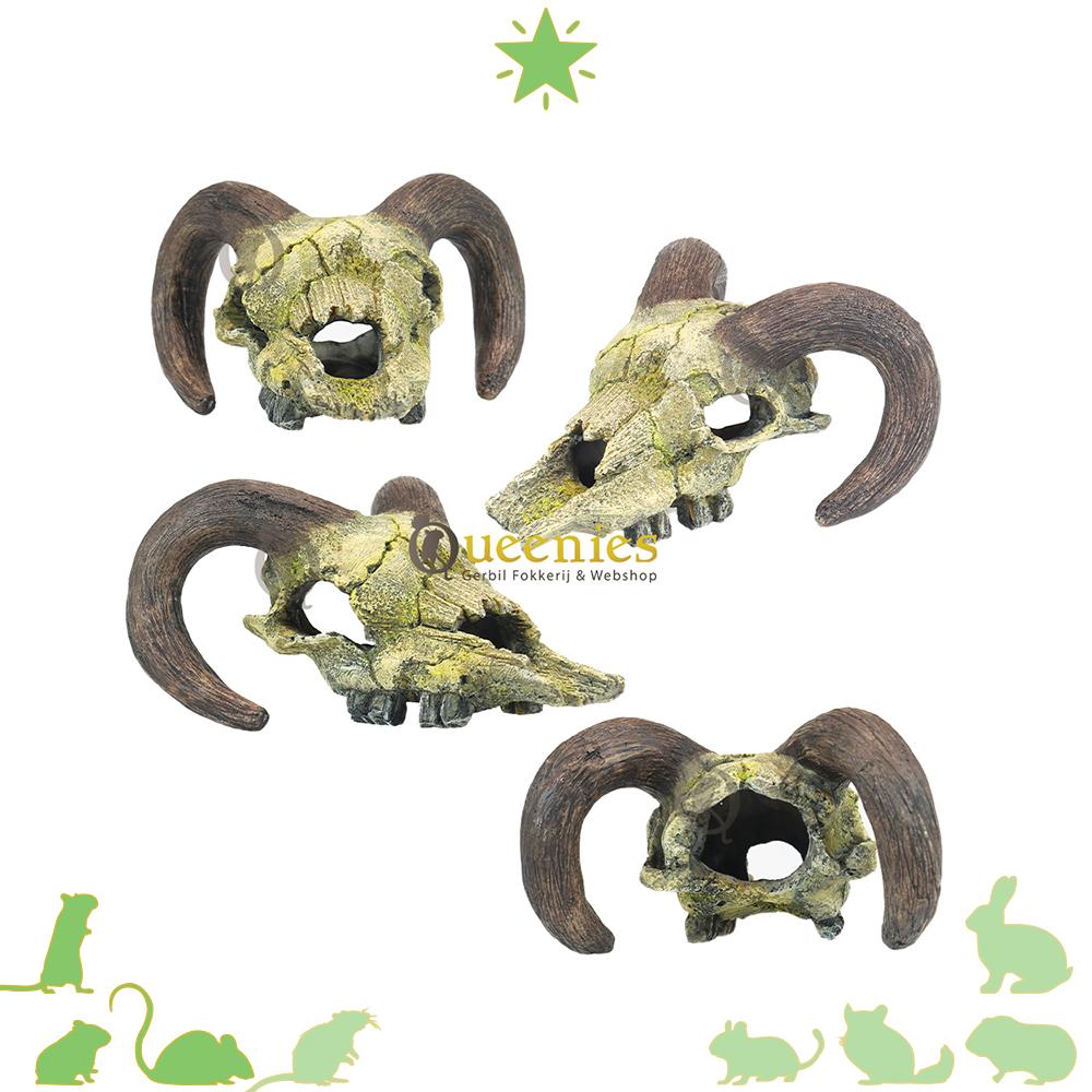 Nobby - Schedel van een Ram