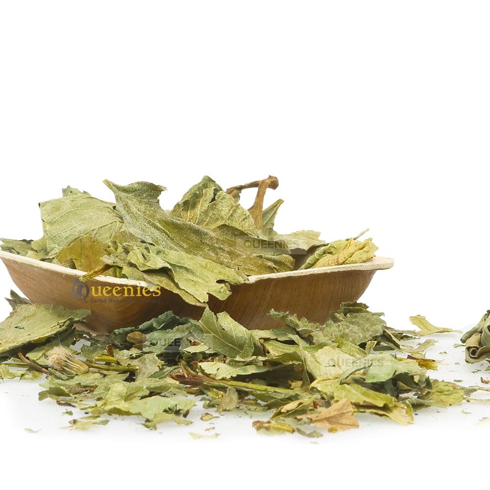 Chinchilla kruiden met aardbeiblad