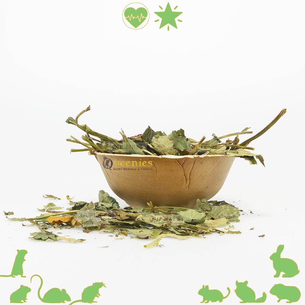 Cavia bladeren van aardbei