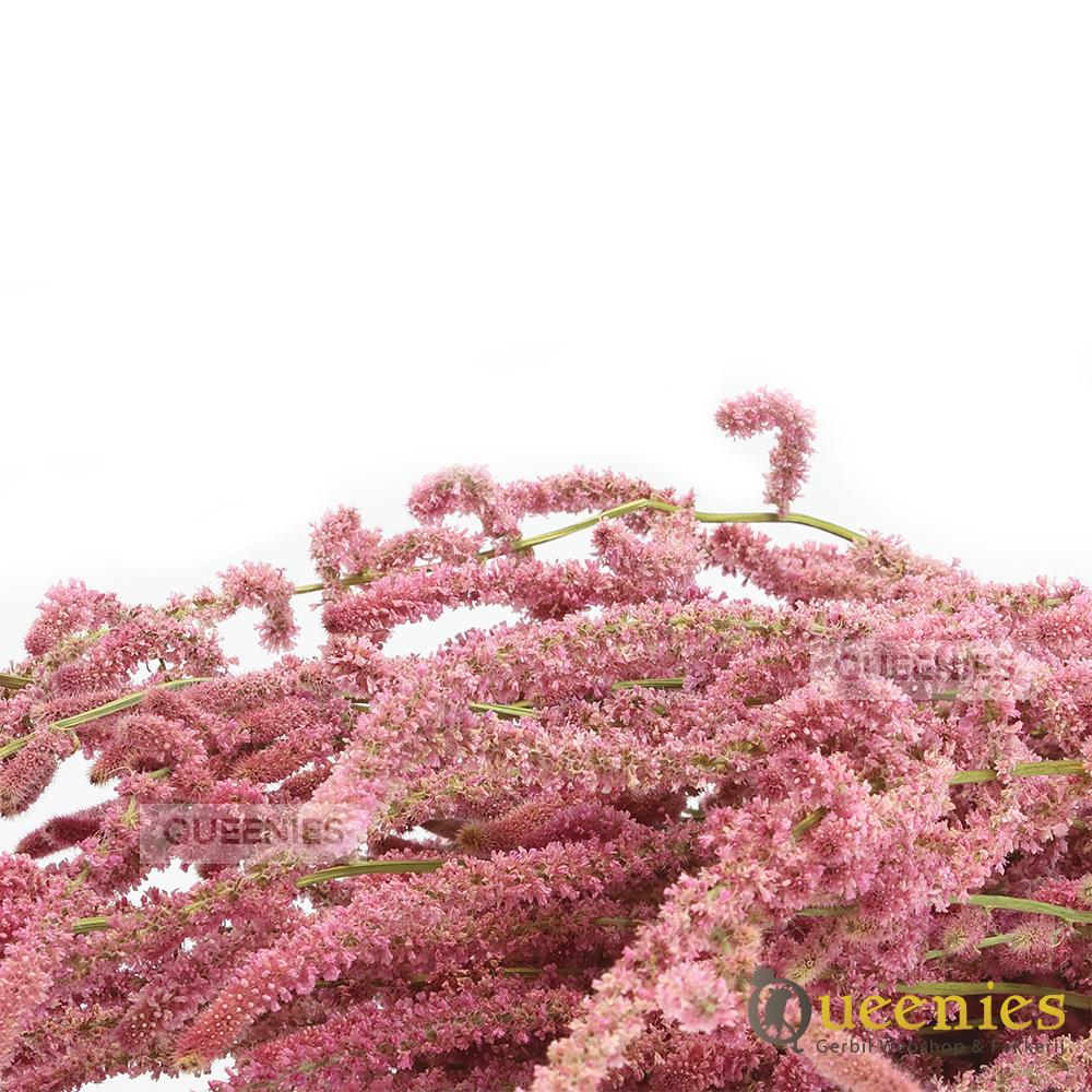 Gedroogde Lavendel Oogst voor Hamsterscape