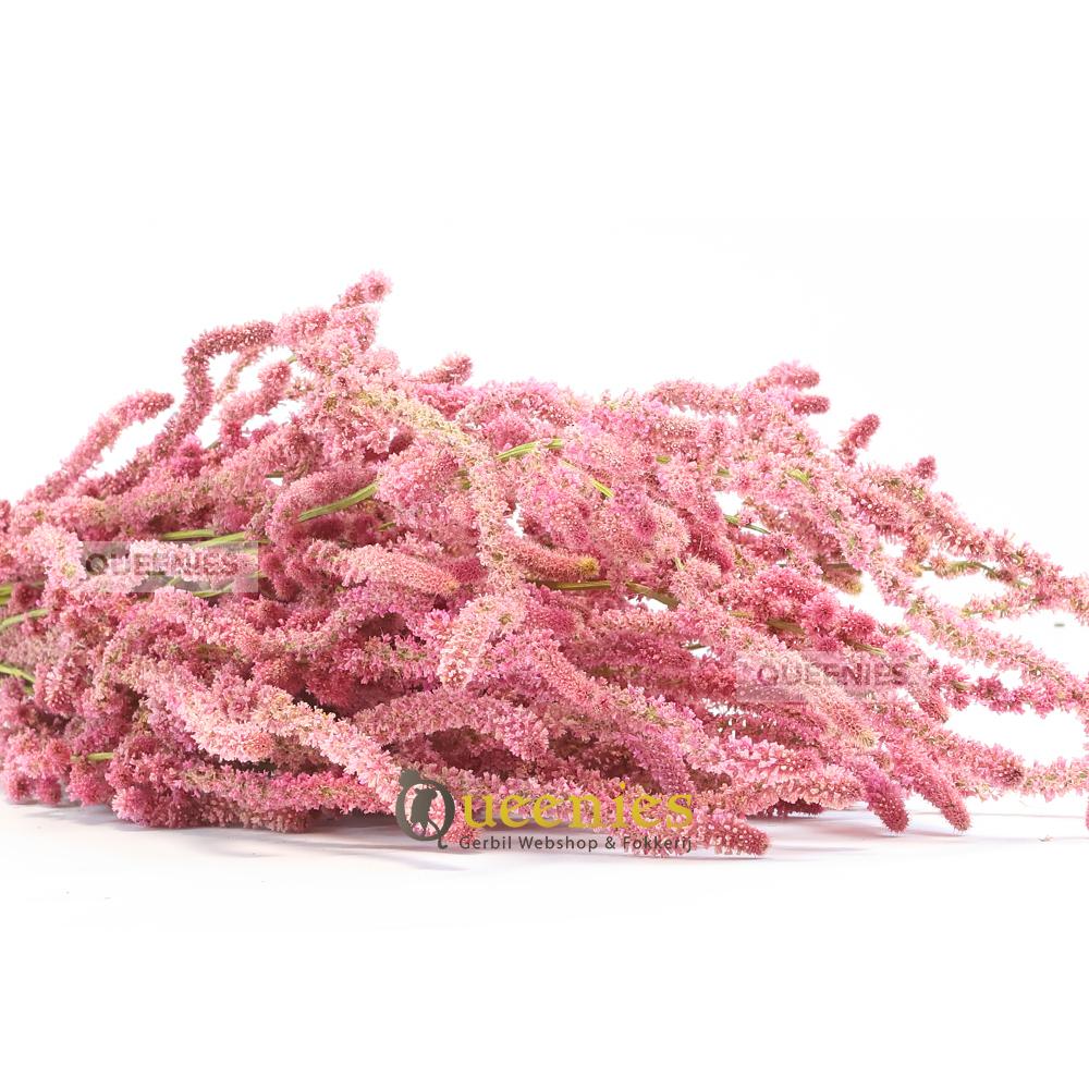 Roze Lavendel voor Knaagdieren verrijking