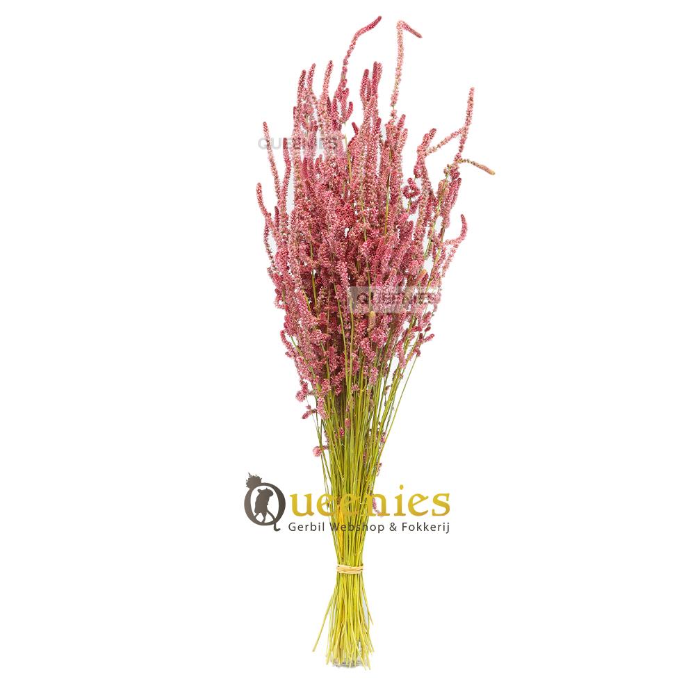 Syrische goudhamster lavendel