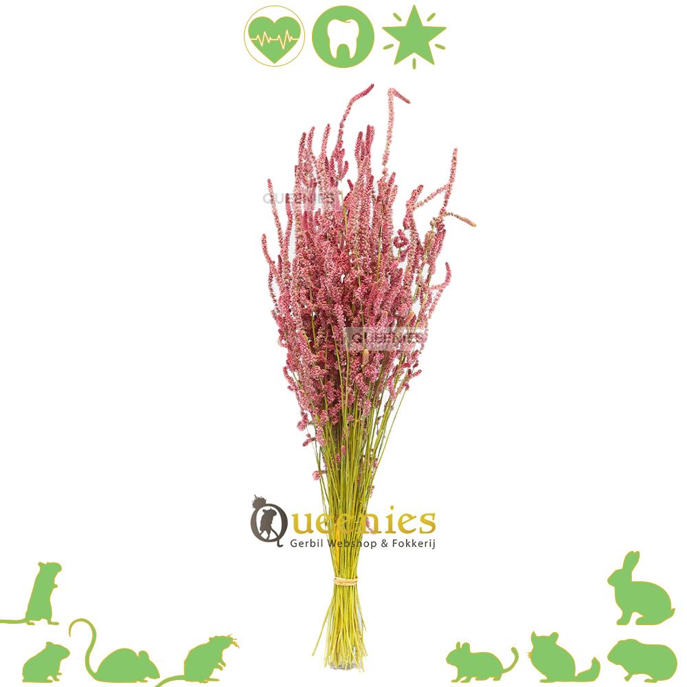 Zee lavendel voor Verrijking Hamsterscaping