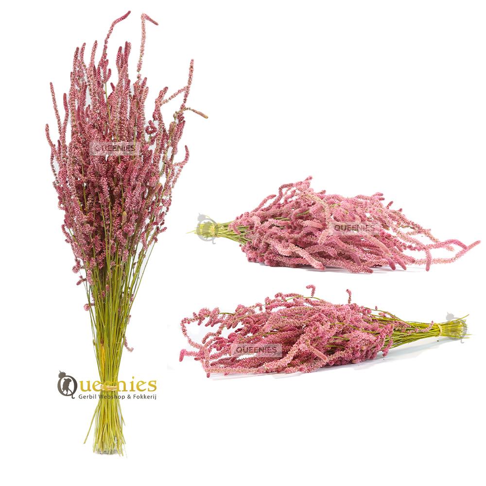 Gedroogde bloemen decoratie Hamster terrarium