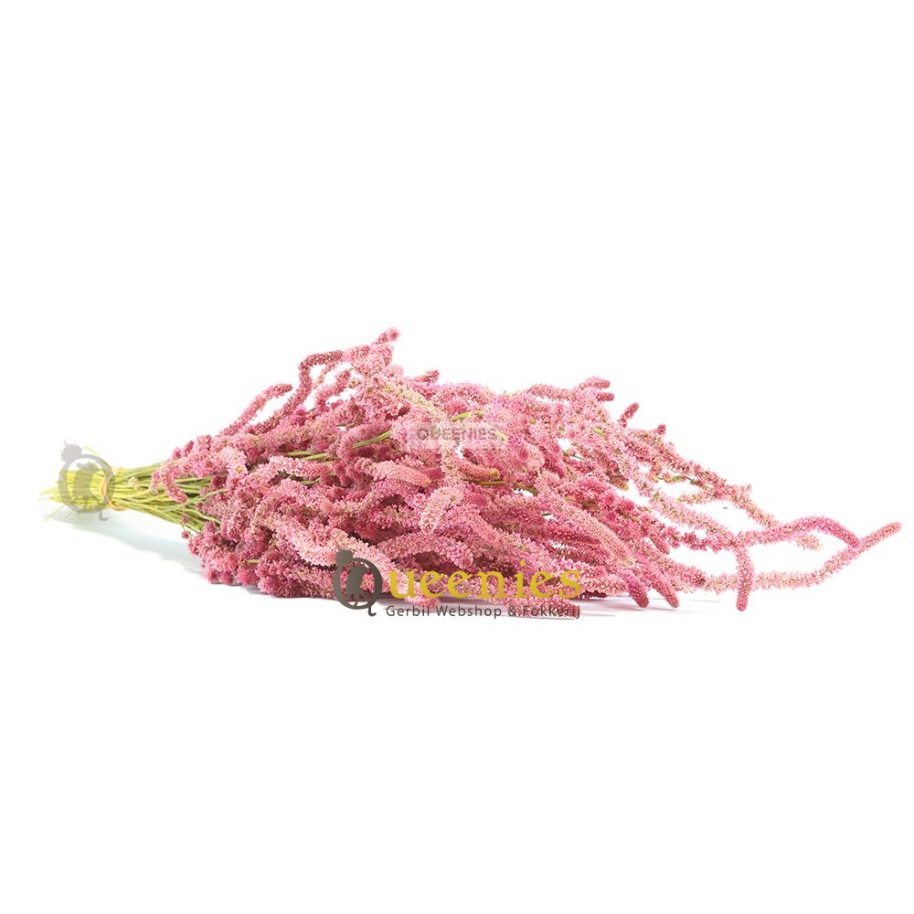 Gedroogde Zeelavendel voor Hamsterscaping